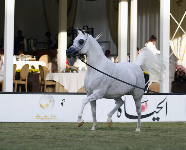 2013 Prince Sultan bin Abdulaziz International Arabian Horse Festival