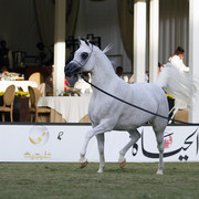 2013 Prince Sultan bin Abdulaziz International Arabian Horse Festival