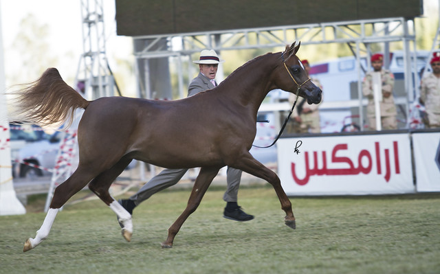 2013 Prince Sultan bin Abdulaziz International Arabian Horse Festival