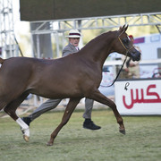 2013 Prince Sultan bin Abdulaziz International Arabian Horse Festival