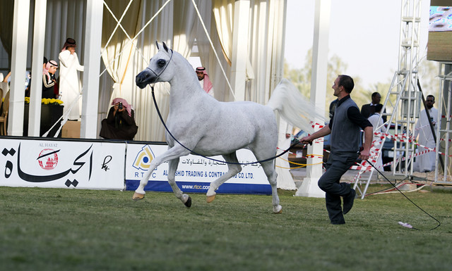 2013 Prince Sultan bin Abdulaziz International Arabian Horse Festival