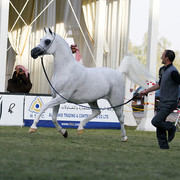 2013 Prince Sultan bin Abdulaziz International Arabian Horse Festival