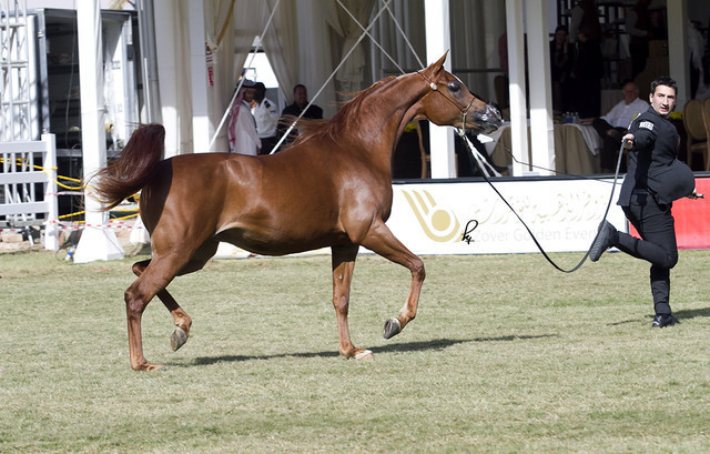 2013 Prince Sultan bin Abdulaziz International Arabian Horse Festival