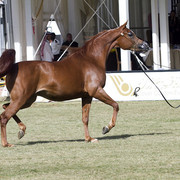 2013 Prince Sultan bin Abdulaziz International Arabian Horse Festival