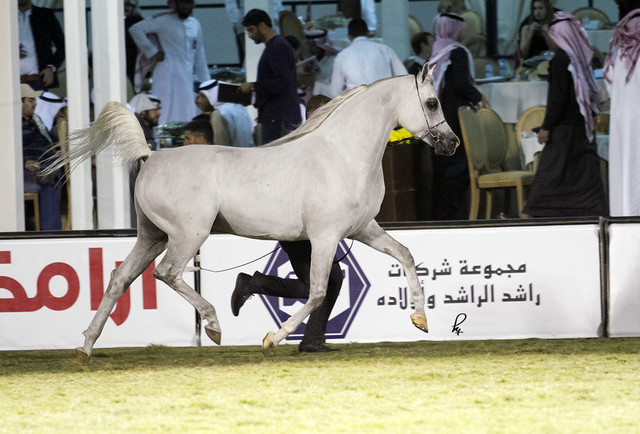 2013 Prince Sultan bin Abdulaziz International Arabian Horse Festival