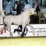 2013 Prince Sultan bin Abdulaziz International Arabian Horse Festival