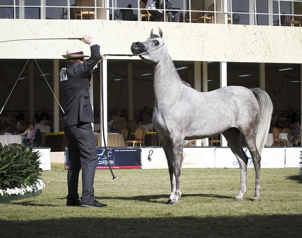 2013 Prince Sultan bin Abdulaziz International Arabian Horse Festival
