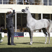 2013 Prince Sultan bin Abdulaziz International Arabian Horse Festival
