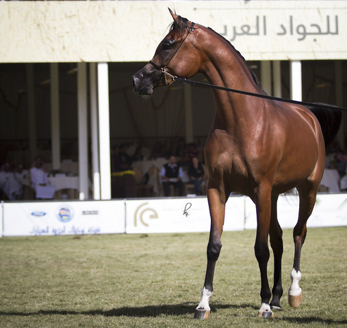2013 Prince Sultan bin Abdulaziz International Arabian Horse Festival