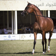 2013 Prince Sultan bin Abdulaziz International Arabian Horse Festival