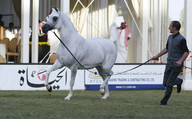 2013 Prince Sultan bin Abdulaziz International Arabian Horse Festival