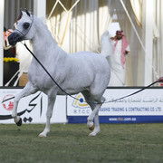 2013 Prince Sultan bin Abdulaziz International Arabian Horse Festival
