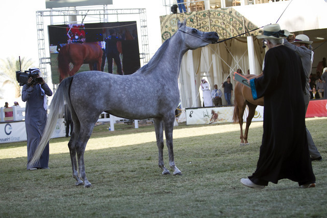 2013 Prince Sultan bin Abdulaziz International Arabian Horse Festival