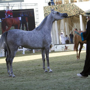 2013 Prince Sultan bin Abdulaziz International Arabian Horse Festival