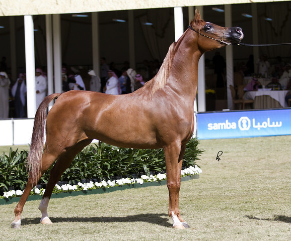2013 Prince Sultan bin Abdulaziz International Arabian Horse Festival