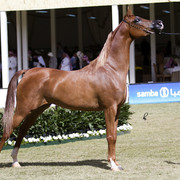 2013 Prince Sultan bin Abdulaziz International Arabian Horse Festival
