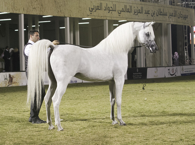 2013 Prince Sultan bin Abdulaziz International Arabian Horse Festival