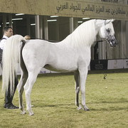 2013 Prince Sultan bin Abdulaziz International Arabian Horse Festival