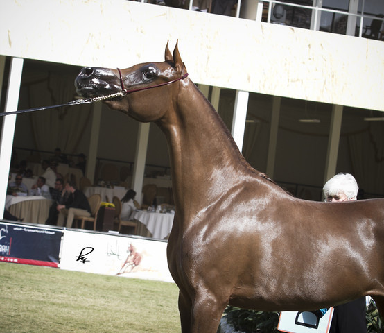 2013 Prince Sultan bin Abdulaziz International Arabian Horse Festival