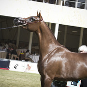 2013 Prince Sultan bin Abdulaziz International Arabian Horse Festival