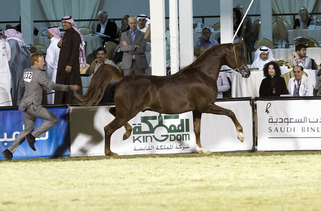 2013 Prince Sultan bin Abdulaziz International Arabian Horse Festival
