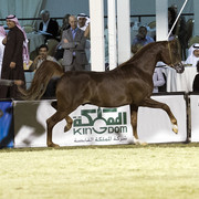 2013 Prince Sultan bin Abdulaziz International Arabian Horse Festival