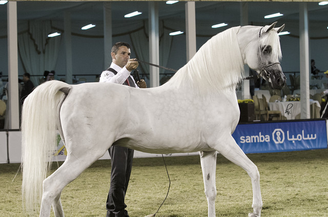 2013 Prince Sultan bin Abdulaziz International Arabian Horse Festival