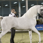 2013 Prince Sultan bin Abdulaziz International Arabian Horse Festival