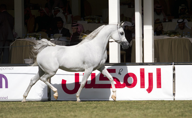 2013 Prince Sultan bin Abdulaziz International Arabian Horse Festival