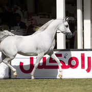 2013 Prince Sultan bin Abdulaziz International Arabian Horse Festival