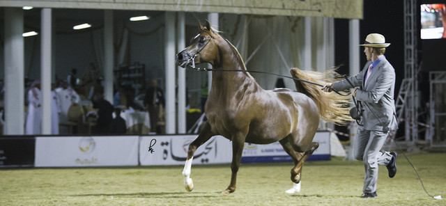 2013 Prince Sultan bin Abdulaziz International Arabian Horse Festival