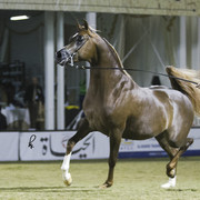 2013 Prince Sultan bin Abdulaziz International Arabian Horse Festival