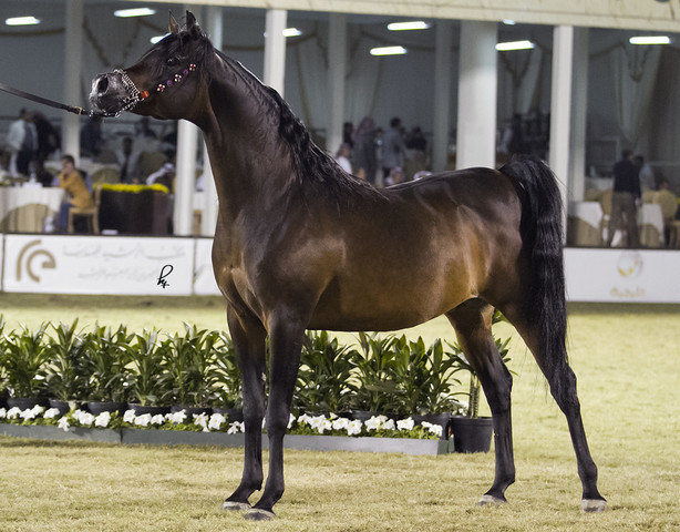 2013 Prince Sultan bin Abdulaziz International Arabian Horse Festival