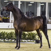 2013 Prince Sultan bin Abdulaziz International Arabian Horse Festival