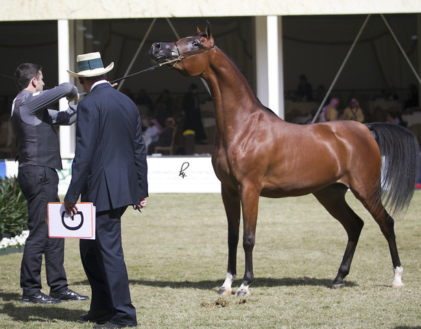 2013 Prince Sultan bin Abdulaziz International Arabian Horse Festival