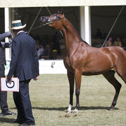 2013 Prince Sultan bin Abdulaziz International Arabian Horse Festival