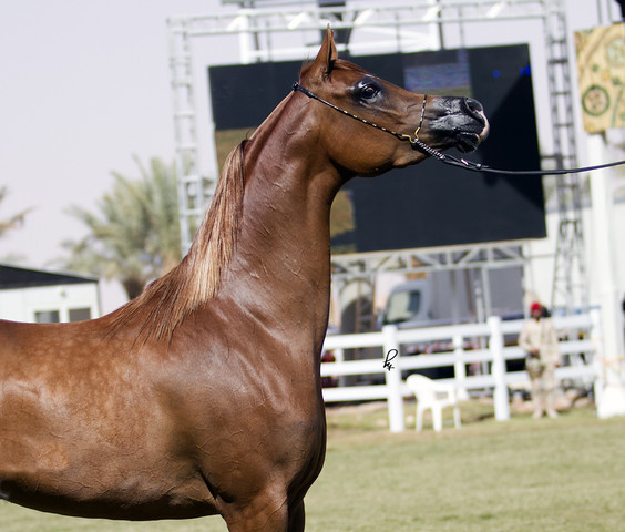 2013 Prince Sultan bin Abdulaziz International Arabian Horse Festival