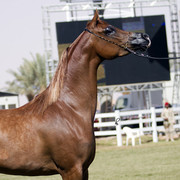 2013 Prince Sultan bin Abdulaziz International Arabian Horse Festival