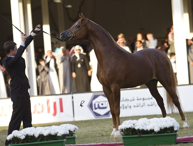 2013 Prince Sultan bin Abdulaziz International Arabian Horse Festival