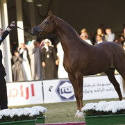2013 Prince Sultan bin Abdulaziz International Arabian Horse Festival