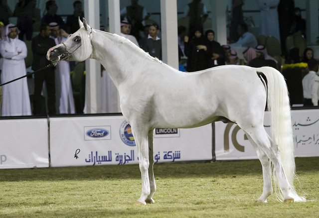 2013 Prince Sultan bin Abdulaziz International Arabian Horse Festival