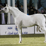 2013 Prince Sultan bin Abdulaziz International Arabian Horse Festival