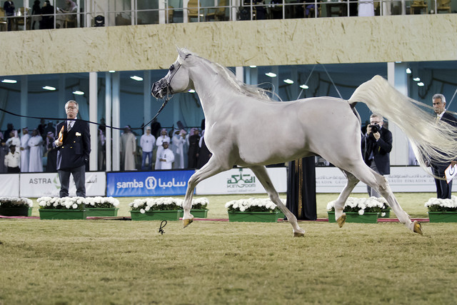 2013 Prince Sultan bin Abdulaziz International Arabian Horse Festival