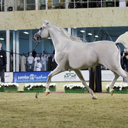 2013 Prince Sultan bin Abdulaziz International Arabian Horse Festival
