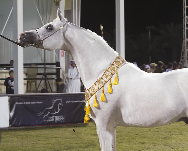 2013 Prince Sultan bin Abdulaziz International Arabian Horse Festival