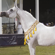 2013 Prince Sultan bin Abdulaziz International Arabian Horse Festival