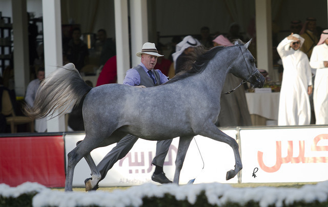 2013 Prince Sultan bin Abdulaziz International Arabian Horse Festival
