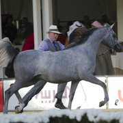 2013 Prince Sultan bin Abdulaziz International Arabian Horse Festival