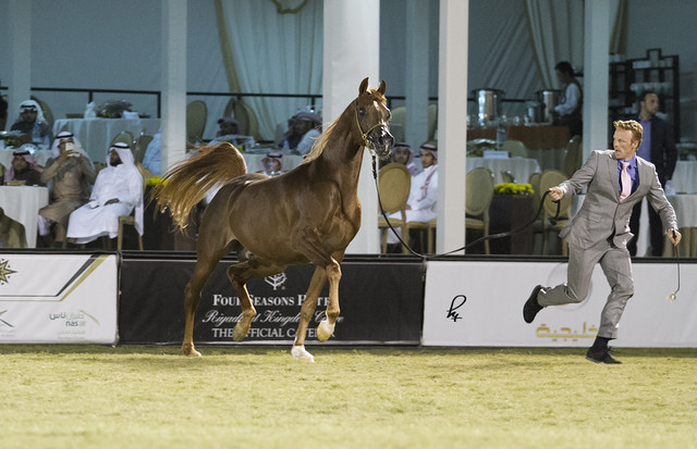 2013 Prince Sultan bin Abdulaziz International Arabian Horse Festival