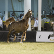 2013 Prince Sultan bin Abdulaziz International Arabian Horse Festival